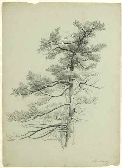 Tree Study, Newburgh, New York, 1849 by Asher Brown Durand